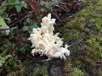 Hericium coralloides image