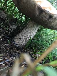 Leccinum scabrum image