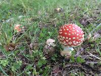 Amanita muscaria image