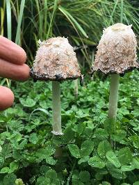 Coprinus comatus image