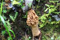 Morchella rufobrunnea image