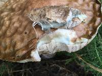 Leccinum scabrum image