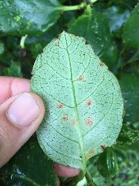 Puccinia coprosmae image