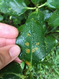 Puccinia coprosmae image