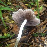 Psathyrella candolleana image