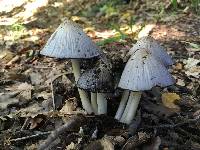 Coprinopsis atramentaria image