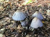 Coprinopsis atramentaria image