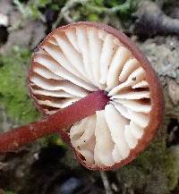 Marasmius plicatulus image