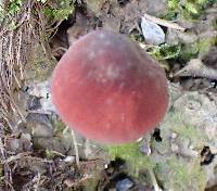 Marasmius plicatulus image