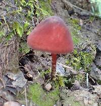 Marasmius plicatulus image