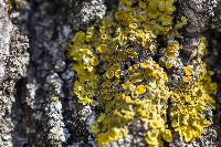 Xanthoria parietina var. parietina image