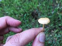 Agrocybe pediades image