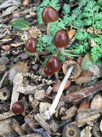 Psathyrella atrospora image