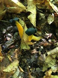 Leotia viscosa image