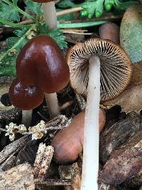 Psathyrella atrospora image