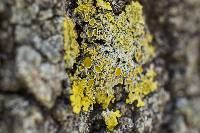 Xanthoria parietina var. parietina image