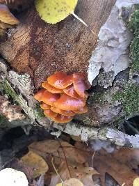 Flammulina velutipes image