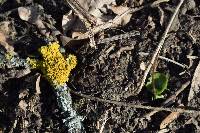 Xanthoria parietina var. parietina image