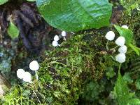 Coprinellus disseminatus image