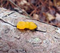 Tremella mesenterica image