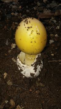 Amanita caesarea image