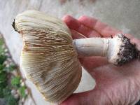 Leucoagaricus amanitoides image