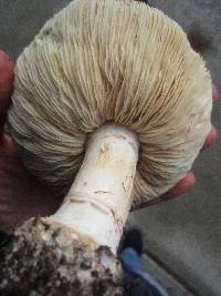 Leucoagaricus amanitoides image