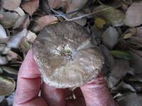 Entoloma ferruginans image