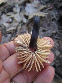 Marasmius plicatulus image