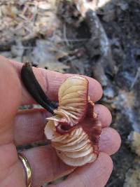 Marasmius plicatulus image