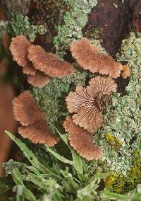 Schizophyllum commune image