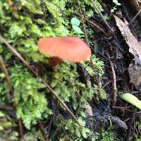 Laccaria laccata image