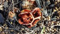 Clathrus ruber image