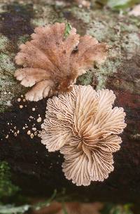 Schizophyllum commune image