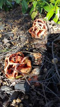 Clathrus ruber image