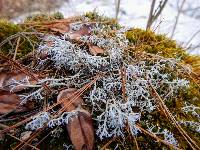 Cladonia rangiferina image