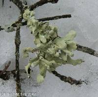 Flavoparmelia caperata image