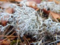 Cladonia rangiferina image