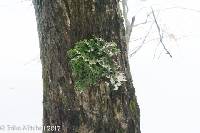 Lobaria pulmonaria image