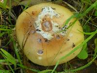 Amanita calyptroderma image