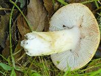 Amanita calyptroderma image