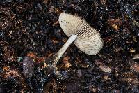 Mycena pura image