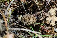 Morchella rufobrunnea image