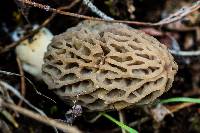 Morchella rufobrunnea image