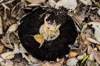 Agaricus xanthodermus image