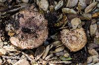 Agaricus xanthodermus image