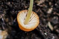 Mycena acicula image