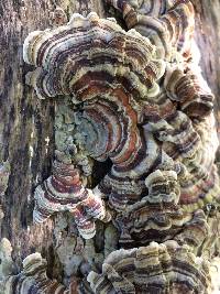 Trametes versicolor image