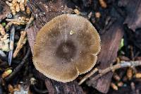 Mycena pura image