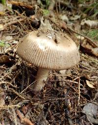 Amanita pekeoides image